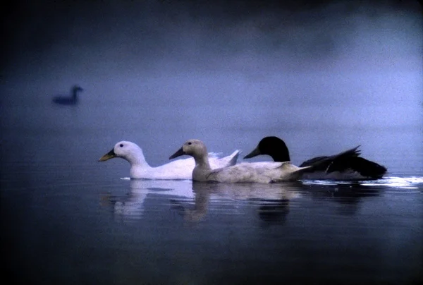 Ducks on the lake — Stock Photo, Image