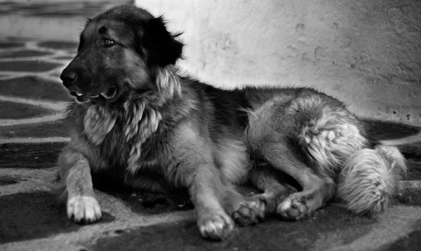 stock image A very sad dog