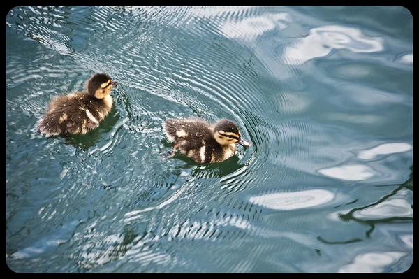 湖で泳いでアヒルの子 — ストック写真