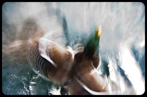 Утенок, купающийся в озере — стоковое фото
