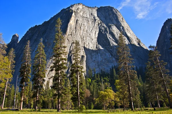 stock image Trees on hillside