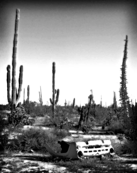 Altes Auto mit Kaktus — Stockfoto