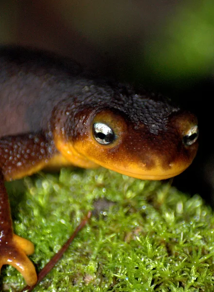 Vue rapprochée d'une salamandre de feu dans la nature . — Photo