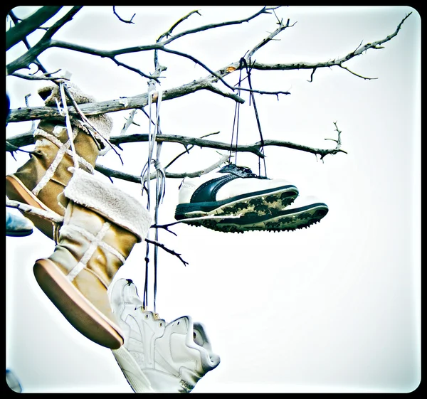 Uggs en sneackers op de boomtak — Stockfoto