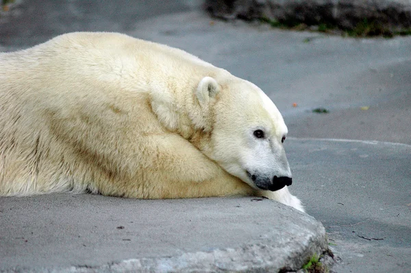 Белый медведь Стоковое Фото