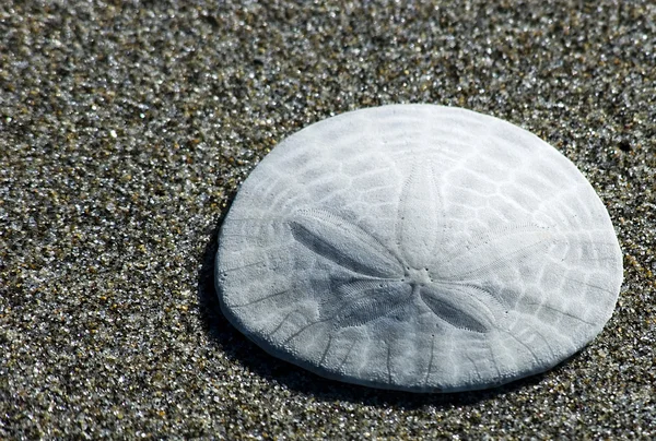 Shell sulla spiaggia Fotografia Stock