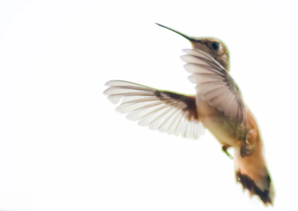 Rufous hummingbird in flight Royalty Free Stock Photos