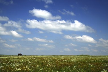 Real meadow and sky clipart