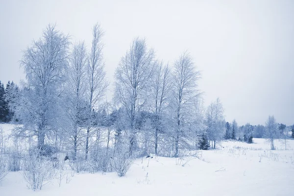 冬季景观 / 水平 — 图库照片