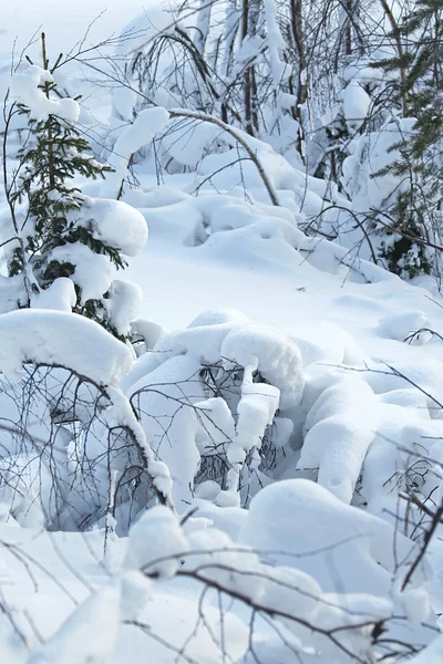 Inverno lanscape / floresta de neve — Fotografia de Stock