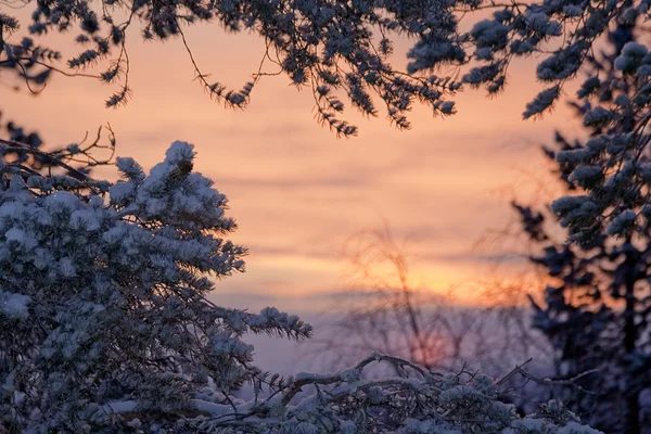 Inverno nascer do sol lanscape — Fotografia de Stock