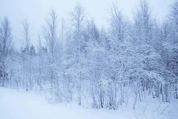 Vinter landskap / Snövit skog — Stockfoto