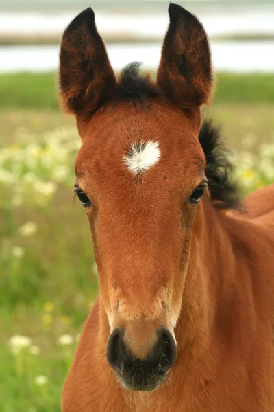 Porträtt av en ung häst — Stockfoto