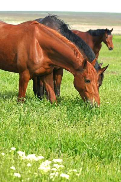 Tre hästar betar på en äng — Stockfoto