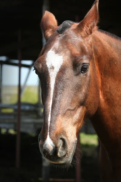 Retrato de un caballo joven —  Fotos de Stock