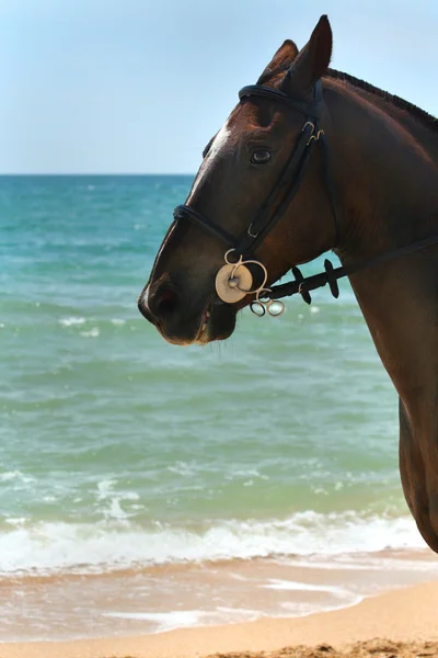 Belo retrato de cavalo — Fotografia de Stock