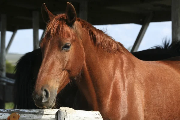 Brun häst porträtt — Stockfoto