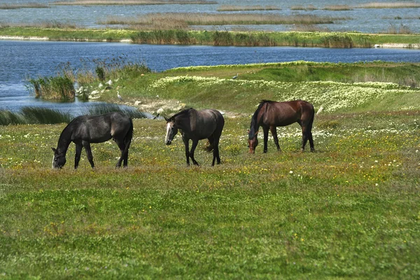초원의 말들 — 스톡 사진