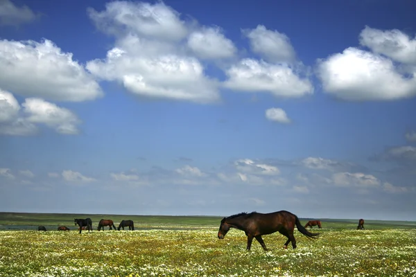 Chevaux sur la prairie — Photo