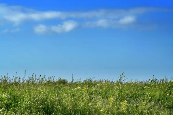 本当の草原と空/夏の背景 — ストック写真
