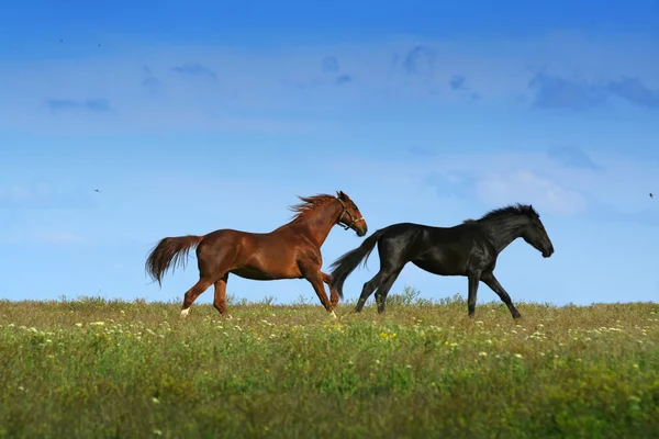 Δύο άλογα στο λιβάδι — Φωτογραφία Αρχείου