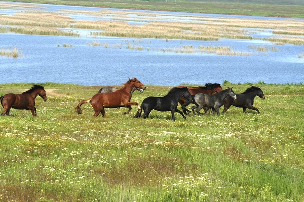 Cavalos no prado — Fotografia de Stock