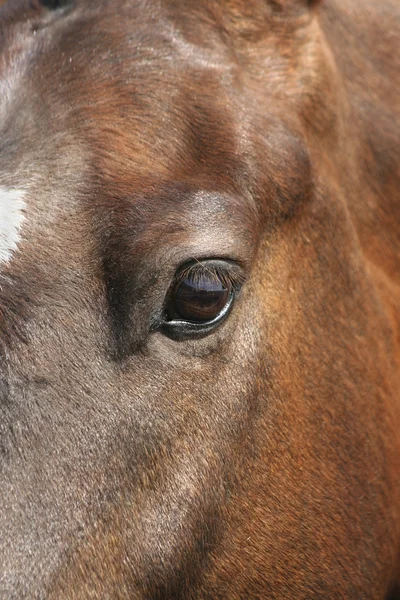 Brown horse portrait — Stock Photo, Image