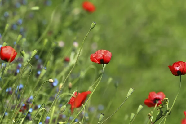 Campo de amapola / flores de pradera — Foto de Stock