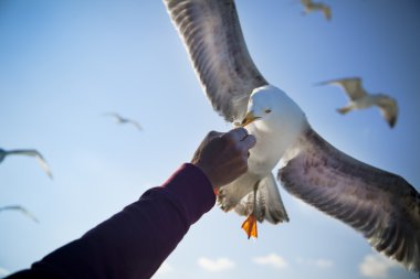 Feeding Seagull / Consept clipart