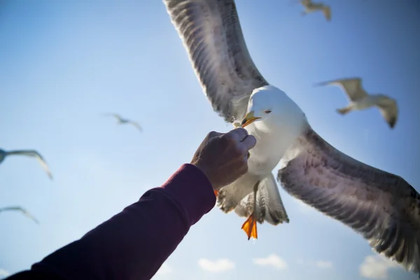 stock image Feeding Seagull / Consept