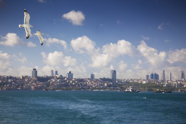 çağdaş kent / sea view / gökdelenler, mavi gökyüzünün ve seagu