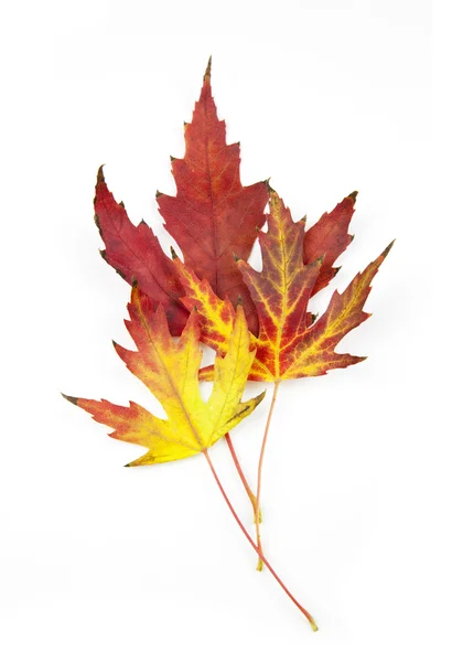 Hermosas hojas de otoño / aislado en blanco — Foto de Stock
