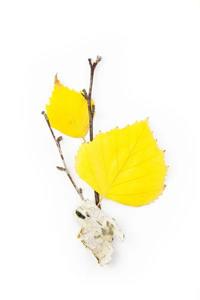 Herfst Birch laat / mooie compositie / geisoleerd op wit — Stockfoto