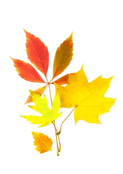 Hermosas hojas de otoño / aislado en blanco —  Fotos de Stock