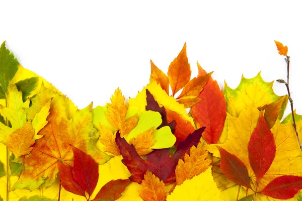 Marco de otoño / hermosas hojas reales / aisladas en blanco — Foto de Stock