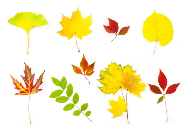 Folhas de Outono Diferentes / XXTamanho grande / isolado no branco — Fotografia de Stock