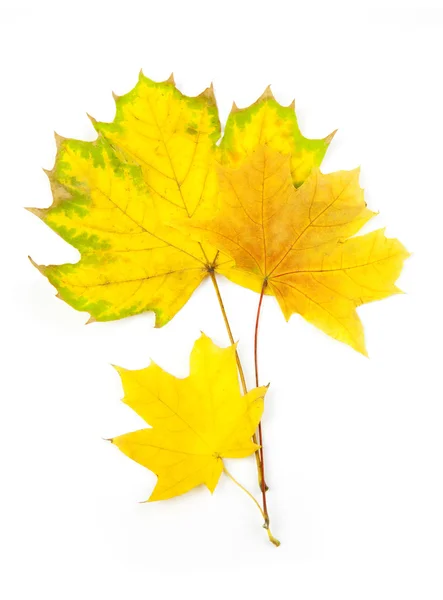 Herbst-Ahornblätter / isoliert auf weiß — Stockfoto