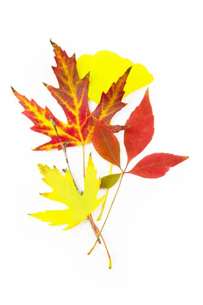 美しい紅葉/白の分離 — ストック写真