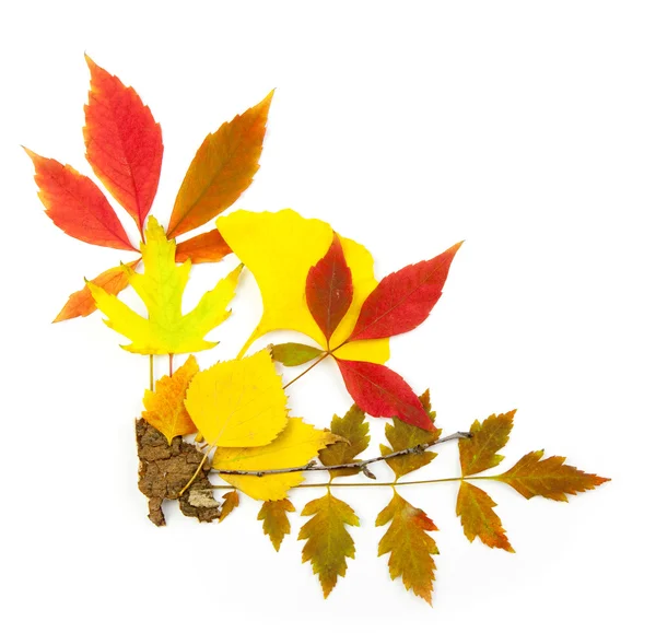 Autumn frame corner / beautiful real leaves / isolated on white — Stock Photo, Image