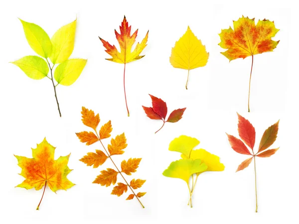 Diferentes hojas de otoño / XXLarge tamaño / aislado en blanco — Foto de Stock