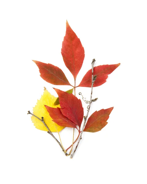 Beautiful Autumn Leaves / geisoleerd op wit — Stockfoto