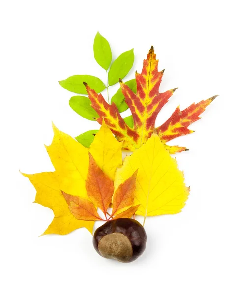 秋のデザイン要素/美しい本物の葉/whi の分離 — ストック写真