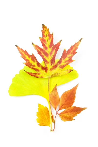 Lindas Folhas de Outono / isolado em branco — Fotografia de Stock