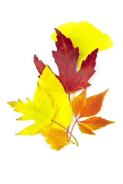Hermosas hojas de otoño / aislado en blanco — Foto de Stock