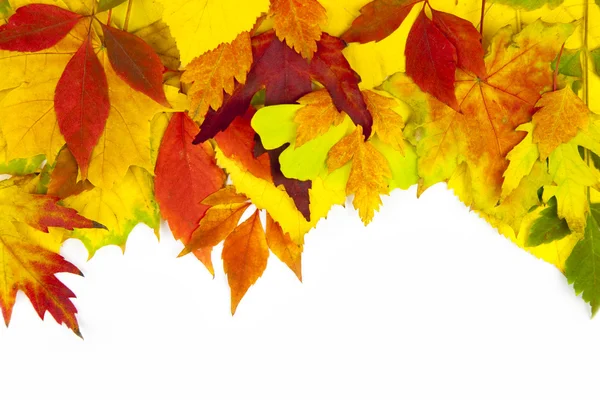 Quadro do outono / folhas reais bonitas / isoladas no branco — Fotografia de Stock