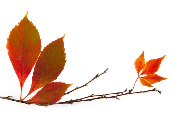 Elemento de moldura de outono / belas folhas reais / isolado no whit — Fotografia de Stock
