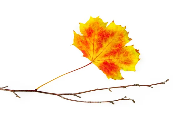 Elemento de moldura de outono / belas folhas reais / isolado no whit — Fotografia de Stock