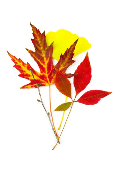 Beautiful Autumn Leaves / geisoleerd op wit — Stockfoto