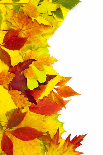 秋のフレーム/美しい本物の葉/白で隔離 — ストック写真