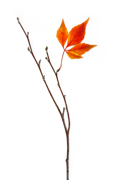 Elemento de marco de otoño / hermosas hojas reales / aislado en whit — Foto de Stock